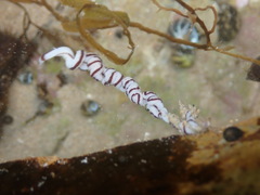 Baseodiscus hemprichii