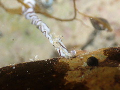 Baseodiscus hemprichii