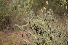 Cylindropuntia tesajo