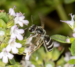 Lasioglossum calophyllae