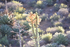 Fouquieria columnaris