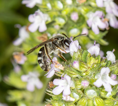 Lasioglossum calophyllae