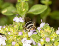 Lasioglossum calophyllae