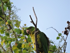 Psittacara holochlorus