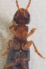 Cafius opacus