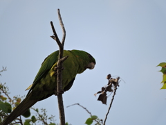 Psittacara holochlorus