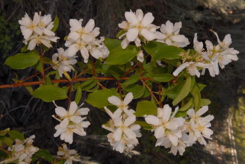 Covelo Mock Orange