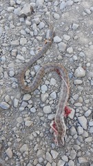 Lampropeltis calligaster