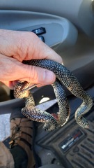 Lampropeltis holbrooki