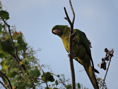 Psittacara holochlorus