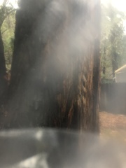 Sequoia sempervirens