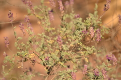 Dalea bicolor