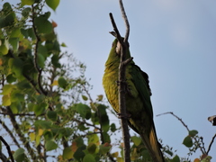 Psittacara holochlorus