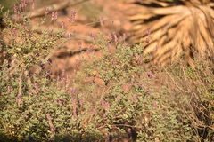 Dalea bicolor