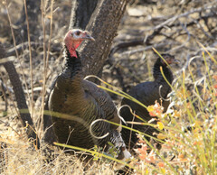 Meleagris gallopavo mexicana