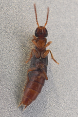 Cafius opacus