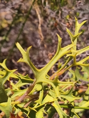 Synaphea spinulosa