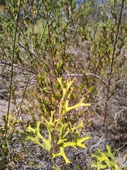 Synaphea spinulosa