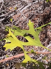 Synaphea spinulosa