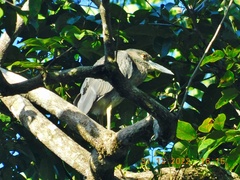 Ardeidae