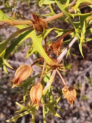 Synaphea spinulosa