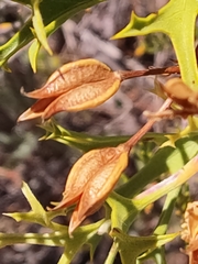 Synaphea spinulosa