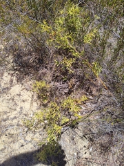 Synaphea spinulosa