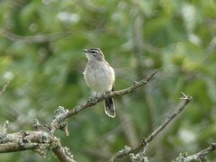 Cercotrichas hartlaubi