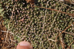 Helichrysum caespititium
