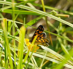 Heteronympha cordace