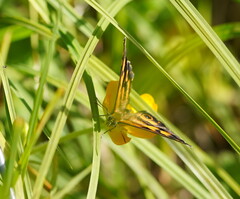 Heteronympha cordace