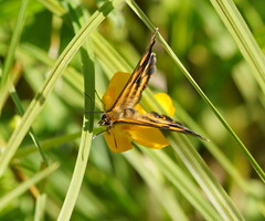 Heteronympha cordace