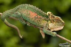 Bradypodion thamnobates
