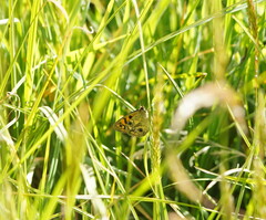 Heteronympha cordace