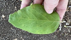 Gmelina leichhardtii