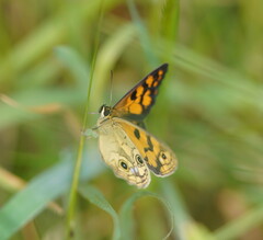 Heteronympha cordace