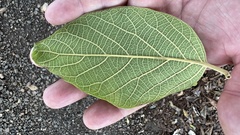 Gmelina leichhardtii