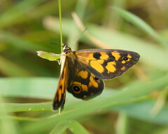Heteronympha cordace