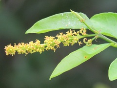 Sclerocroton integerrimus