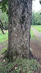 Gmelina leichhardtii