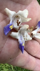 Gmelina leichhardtii