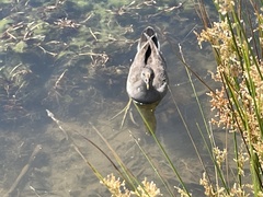 Gallinula tenebrosa tenebrosa
