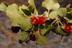 Ribes cereum cereum