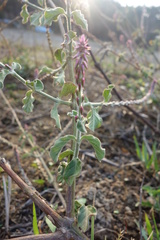 Achyranthes indica