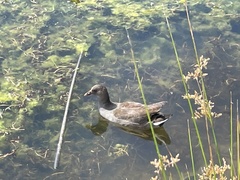 Gallinula tenebrosa tenebrosa