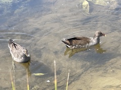 Gallinula tenebrosa tenebrosa