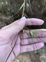 Themeda arguens
