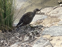 Gallinula tenebrosa tenebrosa