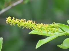 Sclerocroton integerrimus