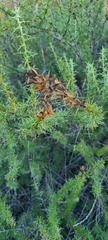 Acanthogilia gloriosa